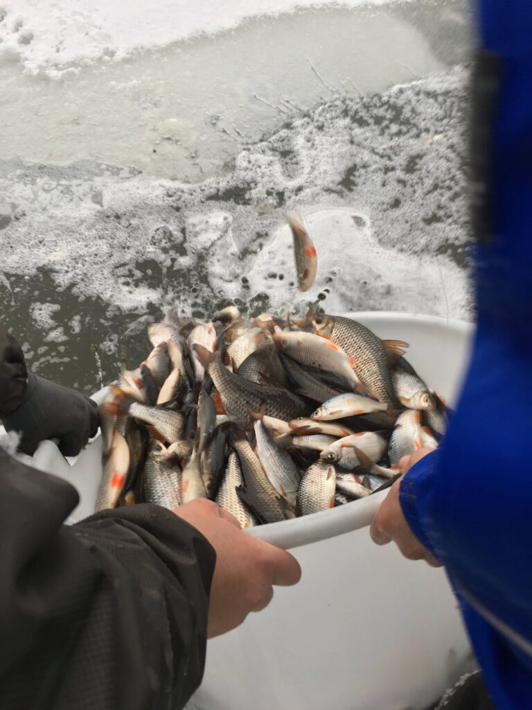 Rempoissonnement